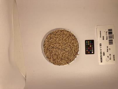 Click for 1 image(s) for this accession. SEED